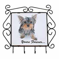 Yorkshire Terrier Dog 