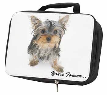 Yorkshire Terrier Dog 