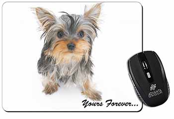 Yorkshire Terrier Dog 