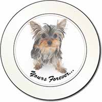 Yorkshire Terrier Dog 