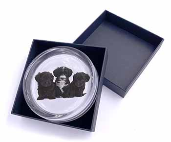Yorkipoo Puppies Glass Paperweight in Gift Box