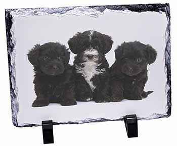 Yorkipoo Puppies, Stunning Photo Slate