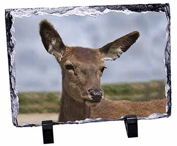 A Pretty Red Deer, Stunning Photo Slate