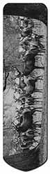 Stunning Deer and Stags in Forest Bookmark, Book mark, Printed full colour