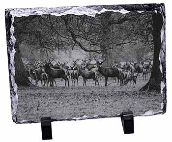 Stunning Deer and Stags in Forest, Stunning Photo Slate