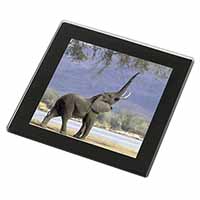 Baby Tuskers Elephant Black Rim High Quality Glass Coaster