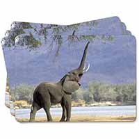 Baby Tuskers Elephant Picture Placemats in Gift Box