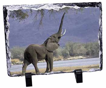 Baby Tuskers Elephant, Stunning Photo Slate