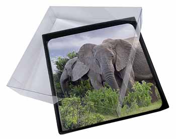 4x African Elephants Picture Table Coasters Set in Gift Box