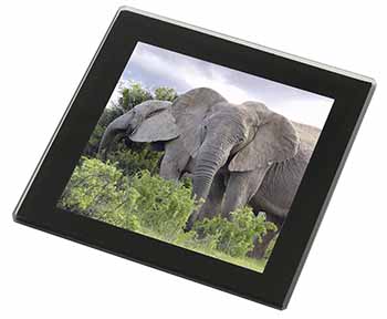 African Elephants Black Rim High Quality Glass Coaster