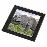African Elephants Black Rim High Quality Glass Coaster