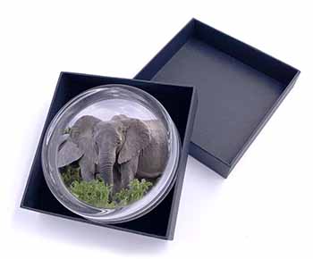 African Elephants Glass Paperweight in Gift Box
