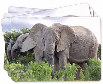 African Elephants Picture Placemats in Gift Box