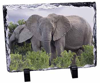 African Elephants, Stunning Photo Slate