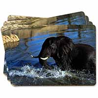 Elephant in Water Picture Placemats in Gift Box