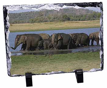 Herd of Elephants, Stunning Photo Slate