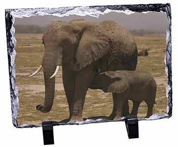 Elephant Feeding Baby, Stunning Photo Slate