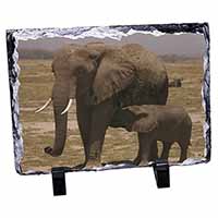 Elephant Feeding Baby, Stunning Photo Slate