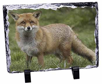 Red Fox Country Wildlife, Stunning Photo Slate