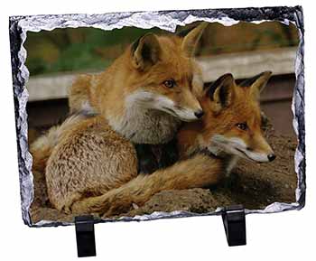 Cute Red Fox Cubs, Stunning Photo Slate