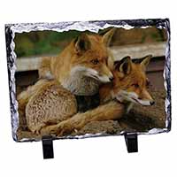 Cute Red Fox Cubs, Stunning Photo Slate