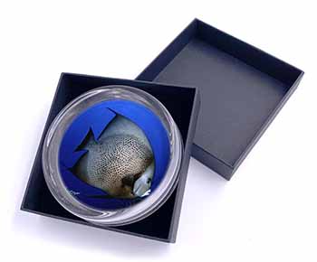 Funky Fish Glass Paperweight in Gift Box Christmas Present