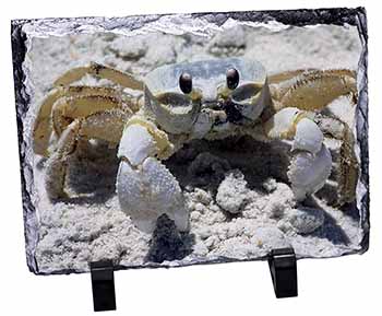 Crab on Sand Photo Slate Christmas Gift Ornament