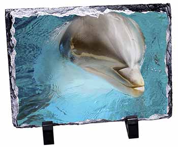 Dolphin Close-Up, Stunning Photo Slate