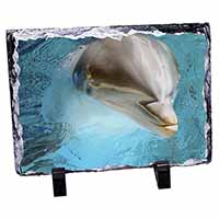 Dolphin Close-Up, Stunning Photo Slate
