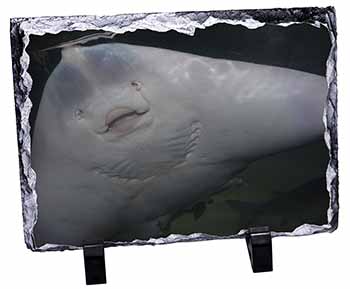 The Face of a Cute Stingray, Stunning Photo Slate