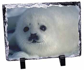 Snow White Sea Lion, Stunning Photo Slate