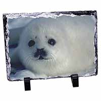 Snow White Sea Lion, Stunning Photo Slate