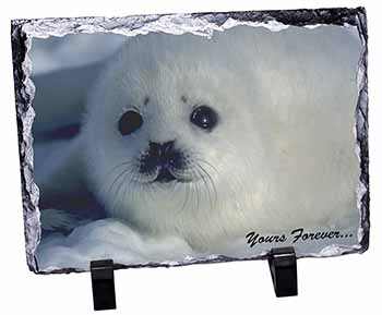 Snow Seal 