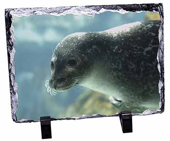 Sea Lion, Stunning Photo Slate