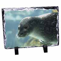 Sea Lion, Stunning Photo Slate