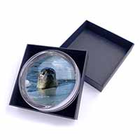 Sea Lion in Ice Water Glass Paperweight in Gift Box