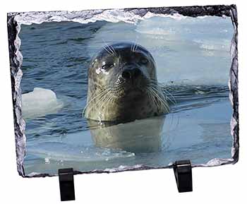 Sea Lion in Ice Water, Stunning Photo Slate