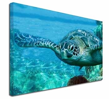 Turtle by Coral Canvas X-Large 30"x20" Wall Art Print