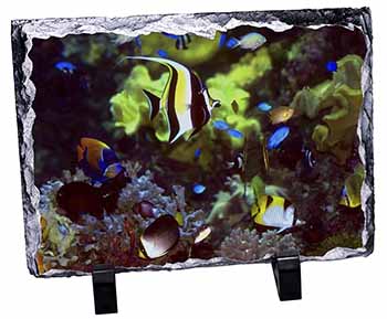 Tropical Fish, Stunning Photo Slate