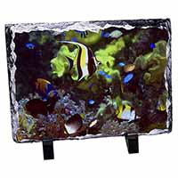 Tropical Fish, Stunning Photo Slate Printed Full Colour - Advanta Group®