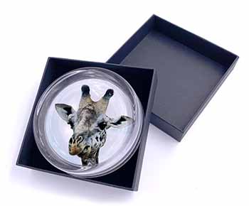 Cheeky Giraffes Face Glass Paperweight in Gift Box