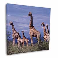 Giraffes Square Canvas 12"x12" Wall Art Picture Print