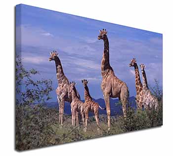 Giraffes Canvas X-Large 30"x20" Wall Art Print