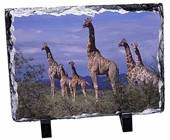 Giraffes, Stunning Photo Slate