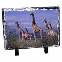 Giraffes, Stunning Photo Slate