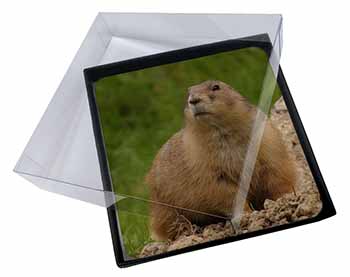 4x Groundhog-Prairie Dog Picture Table Coasters Set in Gift Box