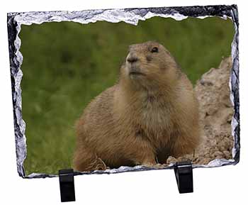 Groundhog-Prairie Dog, Stunning Photo Slate