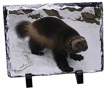 Wolferine in Snow, Stunning Photo Slate