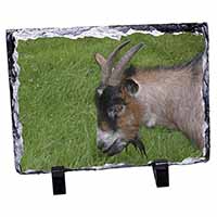 Cheeky Goat, Stunning Photo Slate
