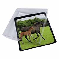 4x Mare with Newborn Foal Picture Table Coasters Set in Gift Box